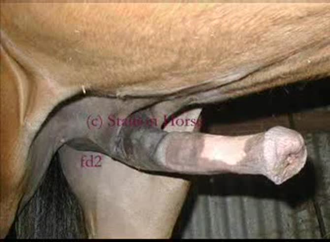 Video :Big horse dick having orgasm after getting jacked off